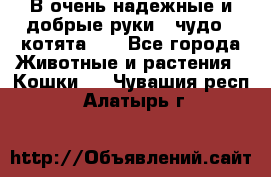 В очень надежные и добрые руки - чудо - котята!!! - Все города Животные и растения » Кошки   . Чувашия респ.,Алатырь г.